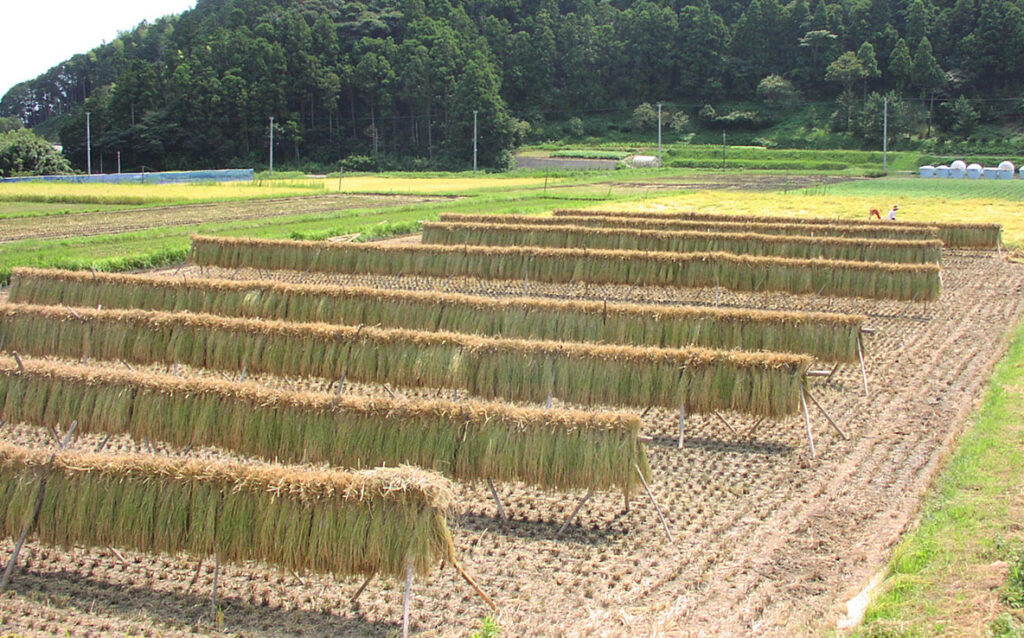 三芳村の稲